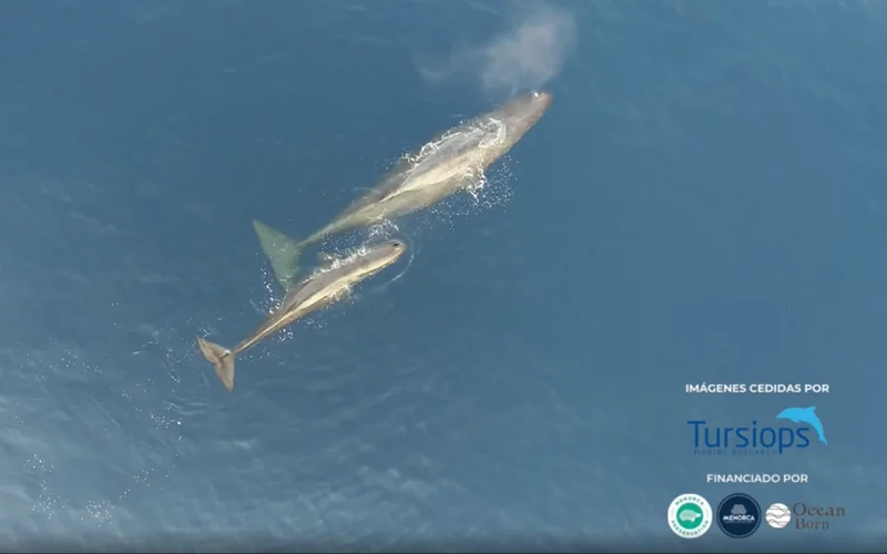 Moby Mummy - Tursiops