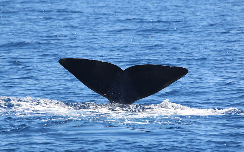 Tursiops