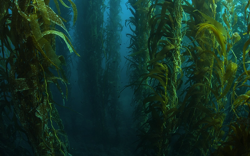 Kelp Forest Foundation