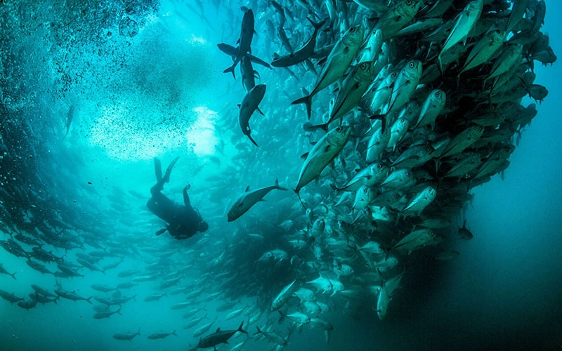 SeaLegacy. Cristina Mittermeier