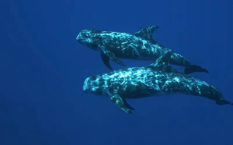 Risso´s Dolphin