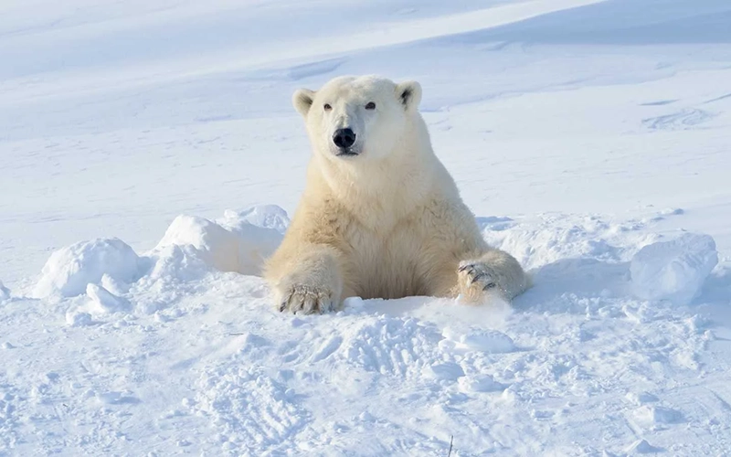 Oso Polar