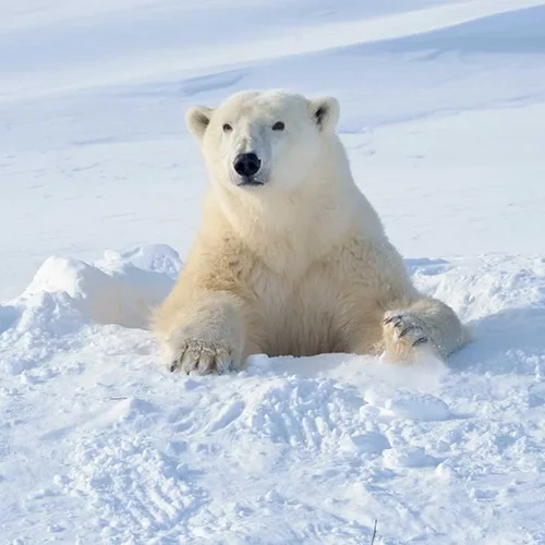 Oso Polar