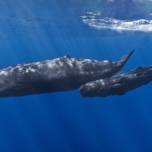 Cachalotes Tursiops