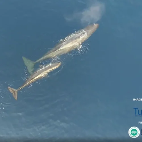 Moby Mummy - Tursiops