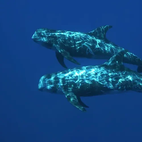 Risso´s Dolphin