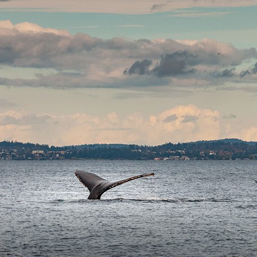 Tursiops Marine Research