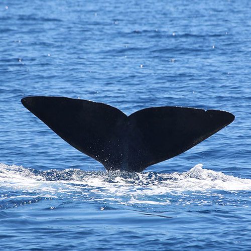 Tursiops
