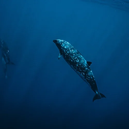 Ocean Born Foundation